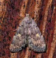 Idia aemula