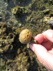 Cinachyrella