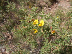 Adesmia miraflorensis