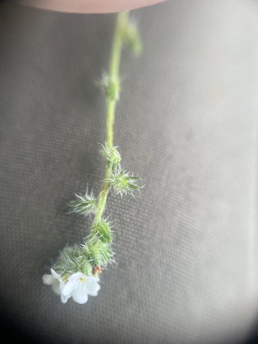 Tejon cryptantha (Cryptantha microstachys)