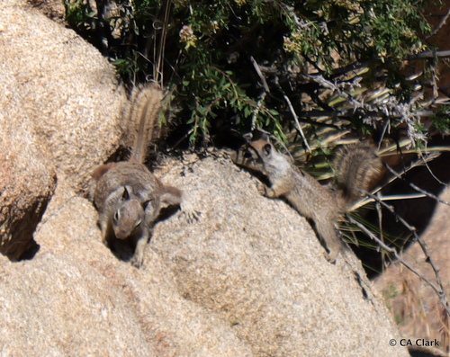 iNaturalist observation photo of California Ground Squirrel