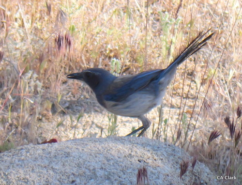 iNaturalist observation photo of California Scrub-Jay