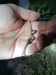 Carphophis amoenus helenae