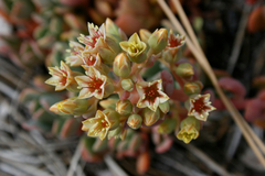 Sedum obtusatum