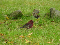 Carpodacus formosanus