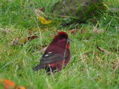 Carpodacus formosanus