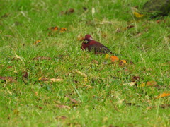 Carpodacus formosanus