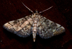 Apogeshna stenialis
