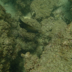 Stegastes rectifraenum