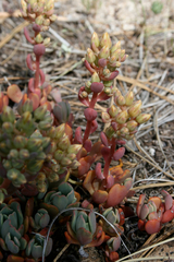 Sedum obtusatum