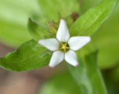 Spigelia hedyotidea