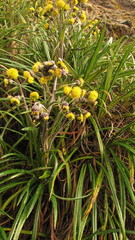 Senecio comosus