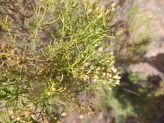 Baccharis boliviensis