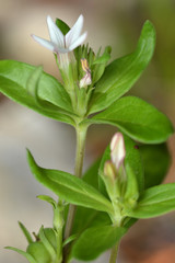 Spigelia hedyotidea