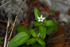 Spigelia hedyotidea