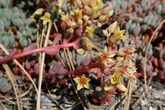 Sedum obtusatum