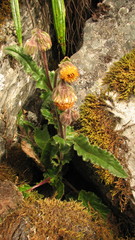 Senecio rhizomatus