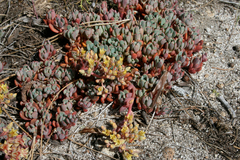 Sedum obtusatum