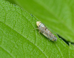 Scaphoideus