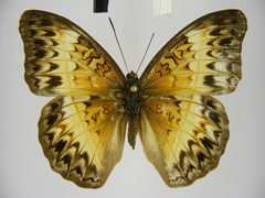Cymothoe caenis
