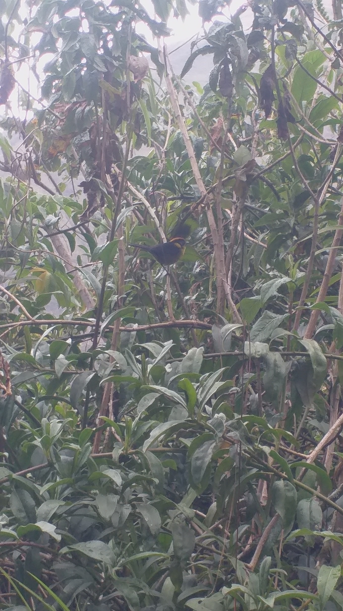 Bolivian Brushfinch (Atlapetes rufinucha), photo 3