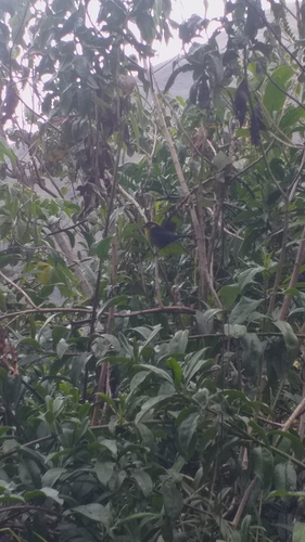 Bolivian Brushfinch (Atlapetes rufinucha), photo 4