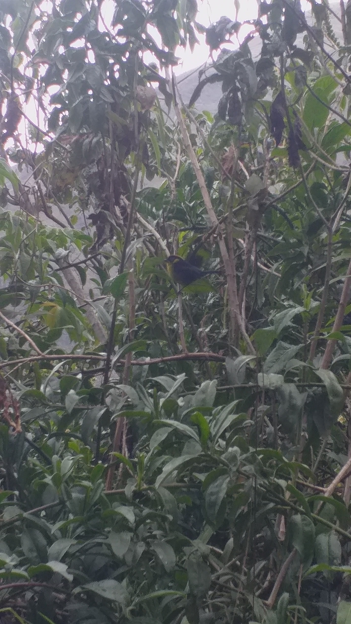 Bolivian Brushfinch (Atlapetes rufinucha), photo 4
