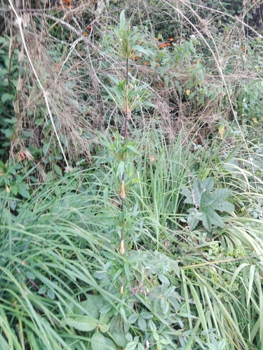 Image of Chusquea scandens by no rights reserved