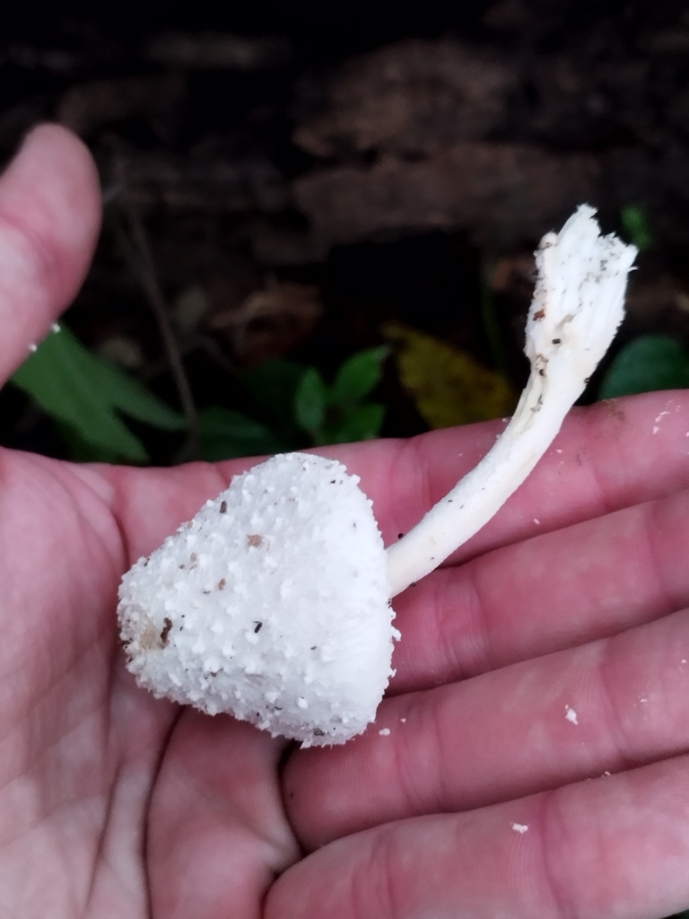 Leucocoprinus cretaceus · April 2024 · photo: © seba_fornes (iNaturalist, cc-by)