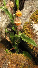 Senecio rhizomatus