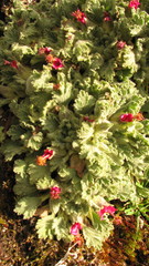 Nototriche flabellata