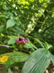 Tradescantia zanonia image