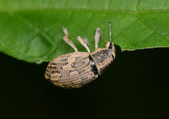 Epicaerus lepidotus