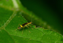 Malthinus occipitalis