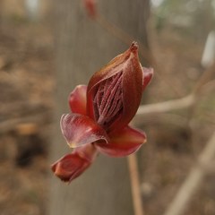Acer platanoides