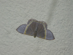 Phrygionis privignaria