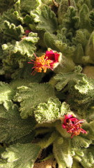 Nototriche flabellata