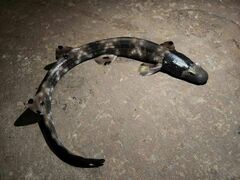 Necklace Carpet Shark photo 5