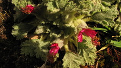 Nototriche flabellata