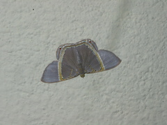 Phrygionis privignaria