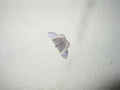 Phrygionis privignaria