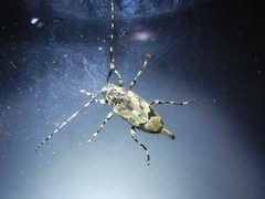 Graphisurus triangulifer