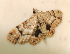 Gymnoscelis lophopus