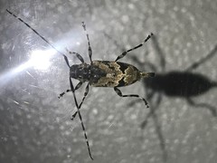 Graphisurus triangulifer