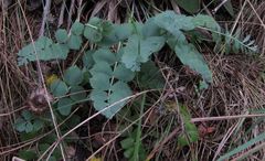 Gingidia grisea