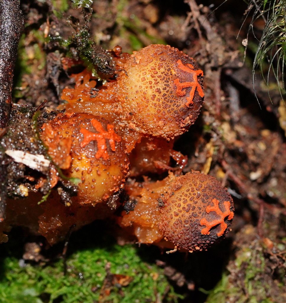 Forest Prettymouth