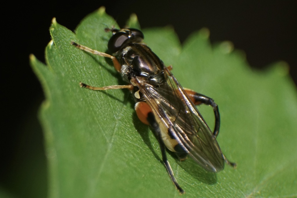 Chalcosyrphus frontalis