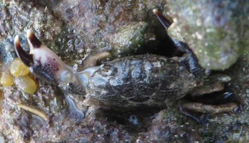Panopeus lacustris