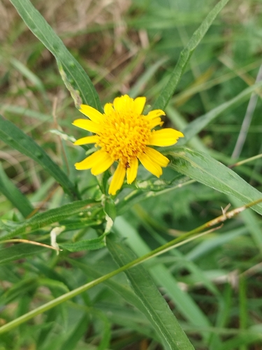 Image of Pascalia glauca by (c) Sebastián Fornés, some rights reserved (CC BY)