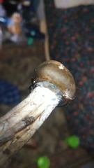 Psilocybe ovoideocystidiata